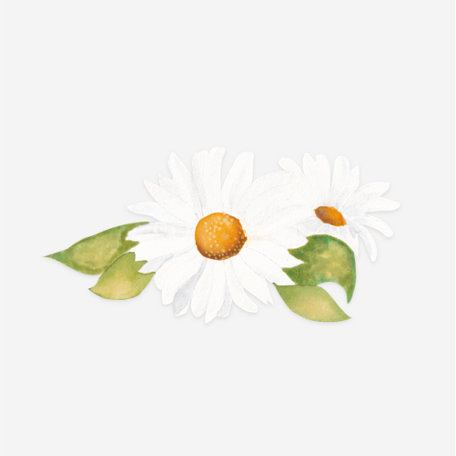 ORGANIC CHAMOMILE FLOWER