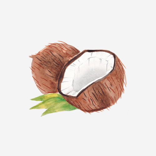 ORGANIC & FAIR TRADE COCONUT OIL