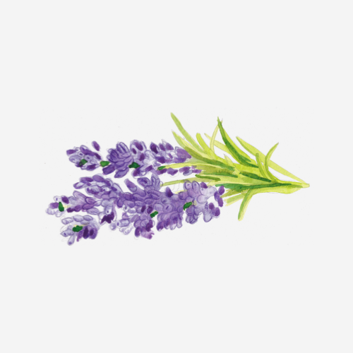 Lavender essential oil