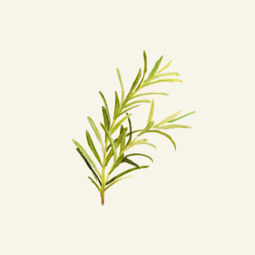 ORGANIC ROSEMARY EXTRACT