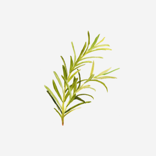 ORGANIC ROSEMARY LEAF EXTRACT