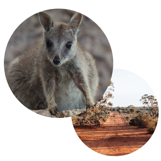 Australian Wildlife conservancy